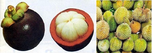 Mangosteen (fresh fruit)
